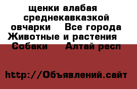 щенки алабая ( среднекавказкой овчарки) - Все города Животные и растения » Собаки   . Алтай респ.